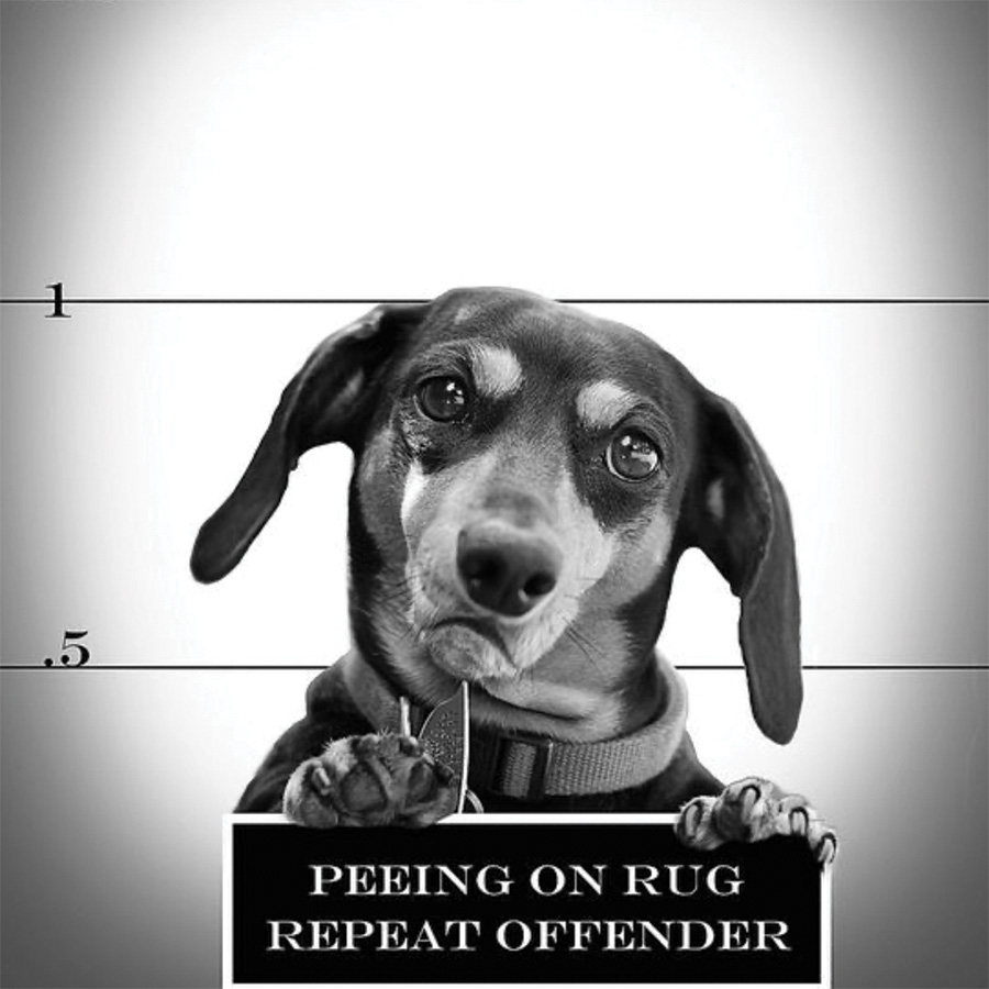 Pet Odor